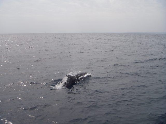 Delphin 2008